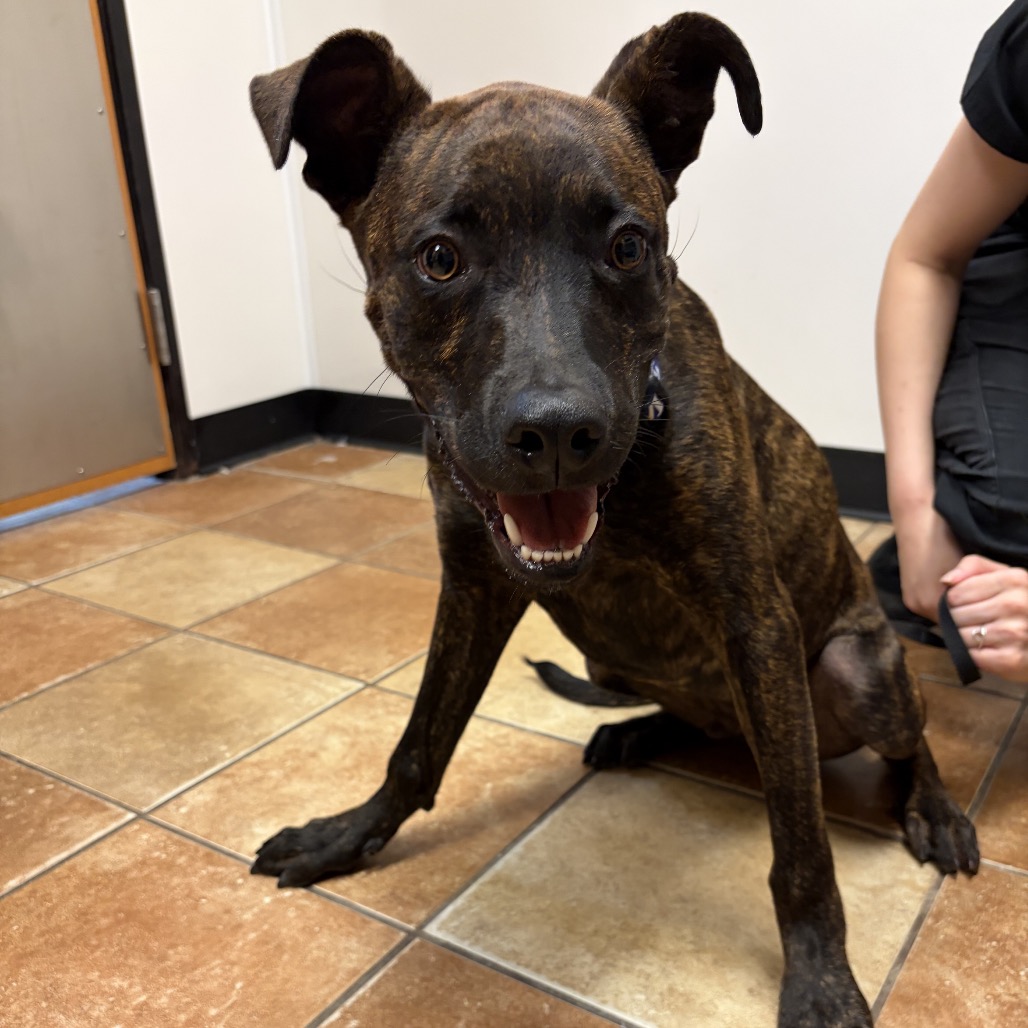 FWT BRICK - Mixed Breed (Medium) available for adoption