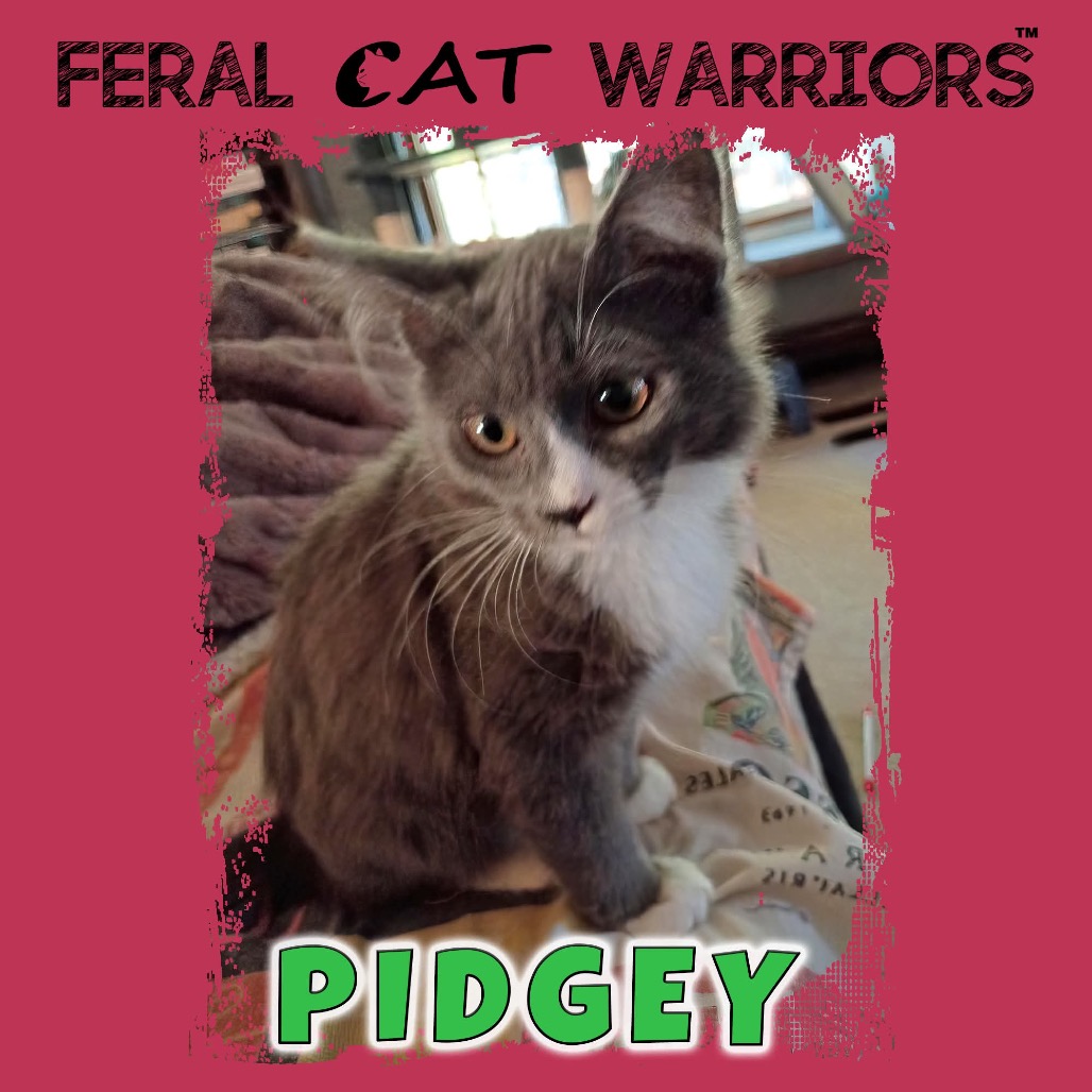 Pidgey