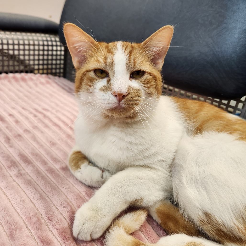 Jack — thumbnail 3