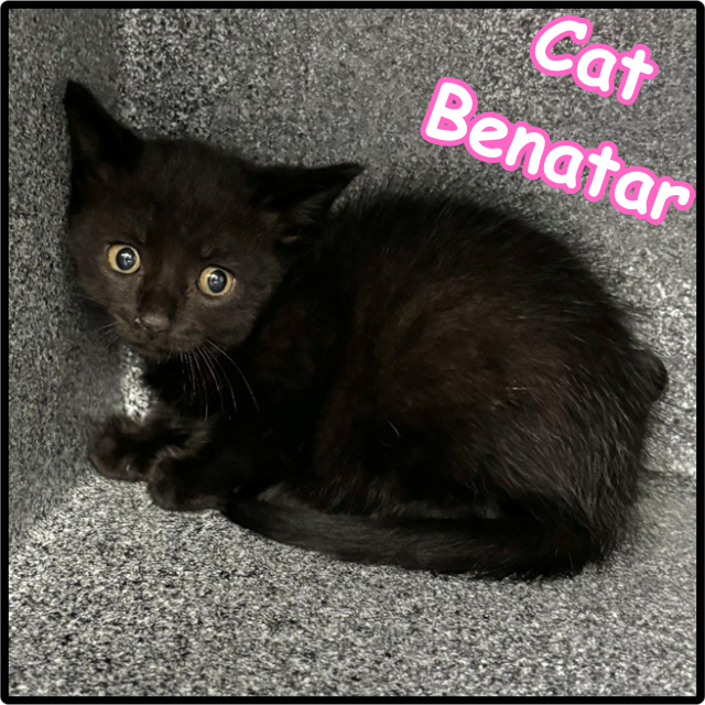 Cat Benatar C12279