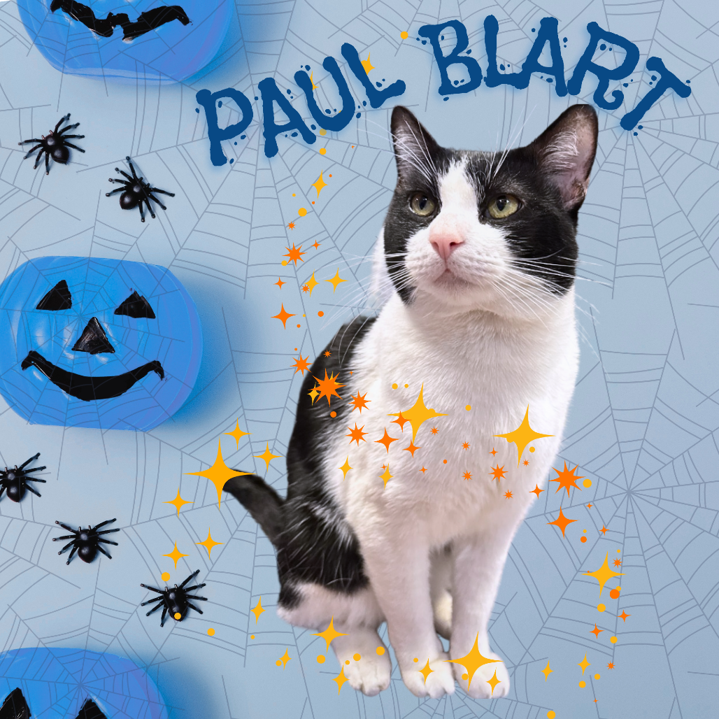 PAUL BLART - Domestic Shorthair available for adoption