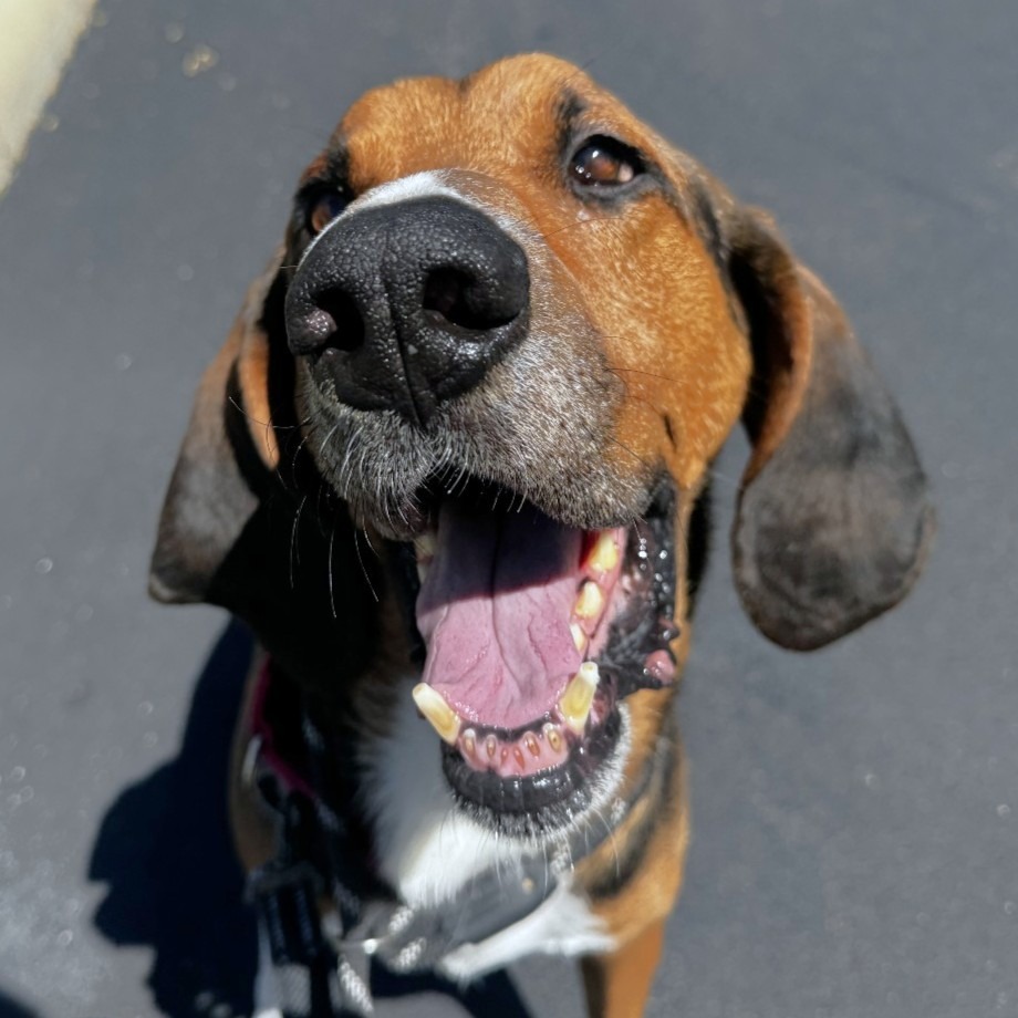ABBOTT - Hound / Mixed Breed (Large) available for adoption
