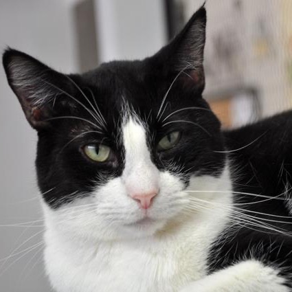 Close-up photo of Moo Moo