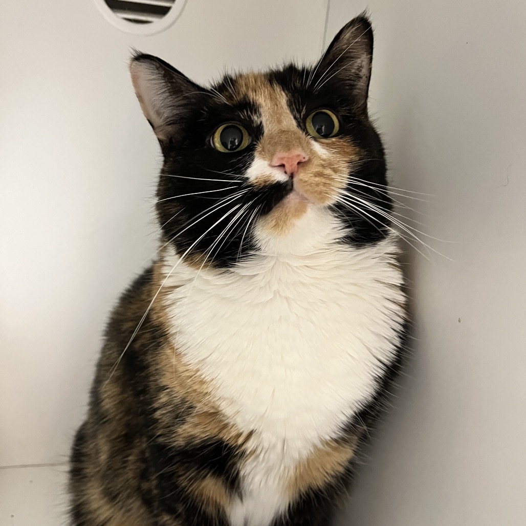 Ella — thumbnail 4