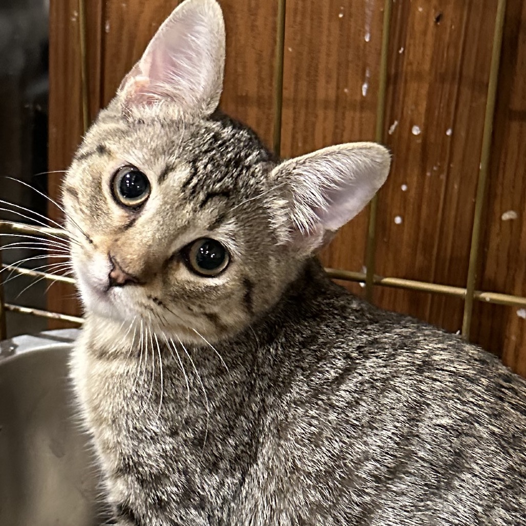 OAKLEY - Domestic Shorthair available for adoption