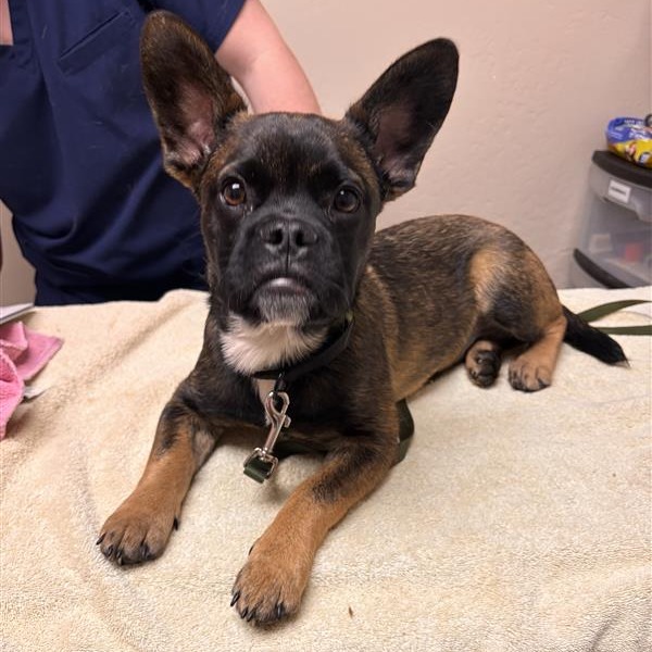 Cartwheel picture #2