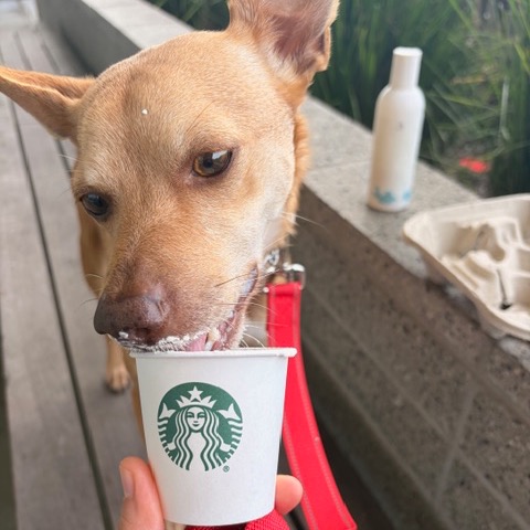 Luna — thumbnail 4