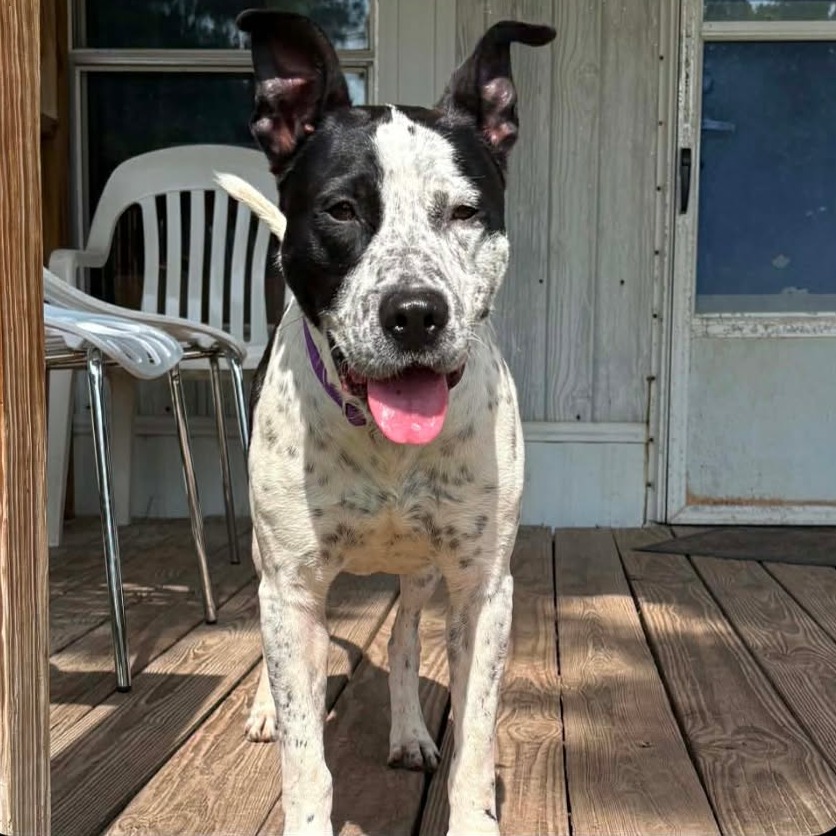 Speckles, photo 8