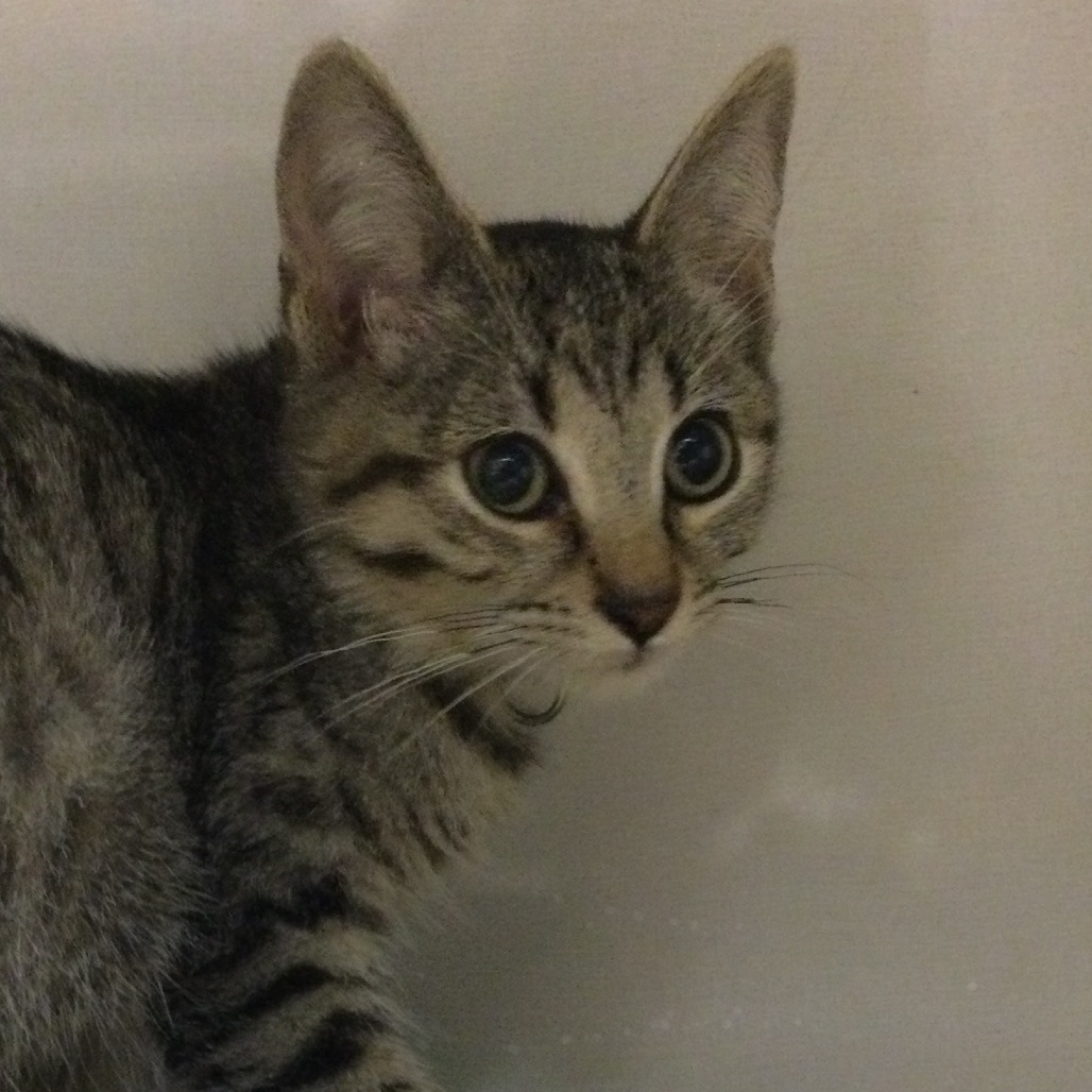 Memo (green collar) - Domestic Shorthair