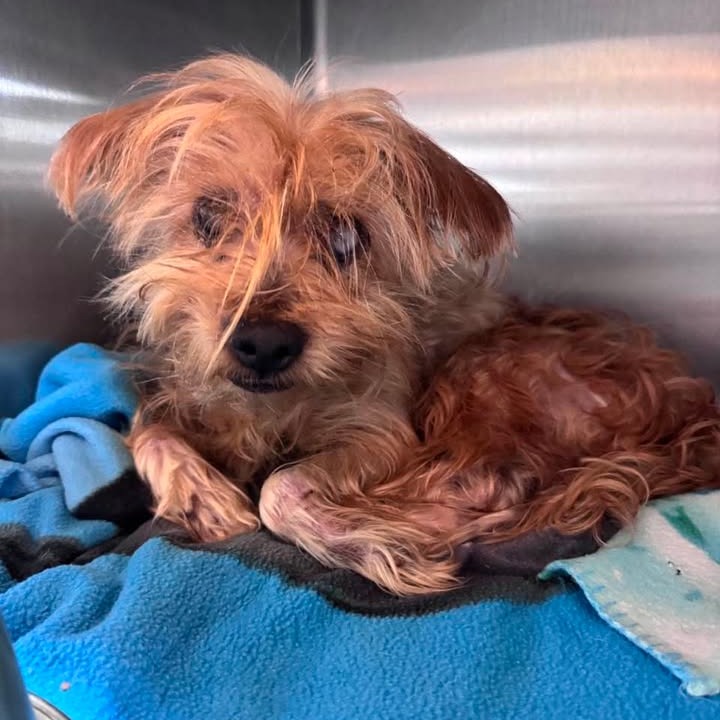 CHUCKY - Terrier available for adoption