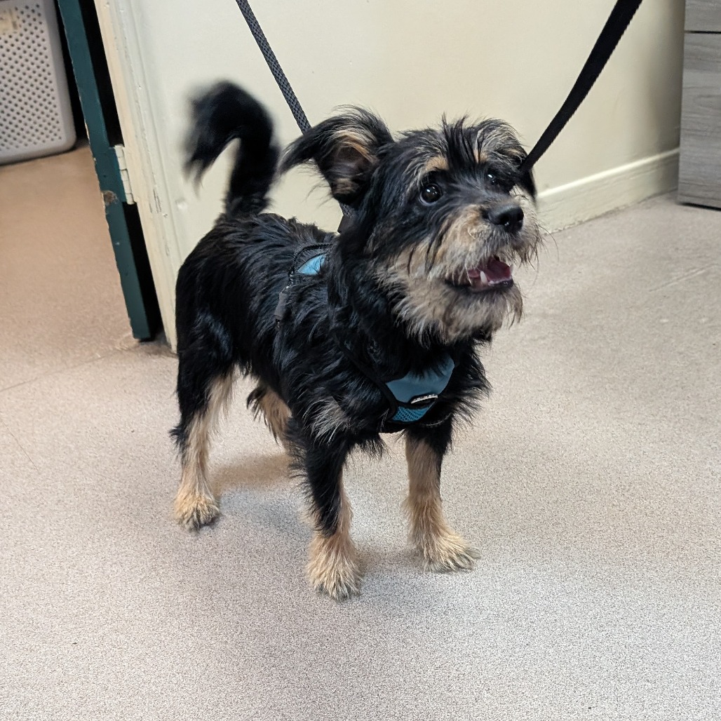 Schnauzer