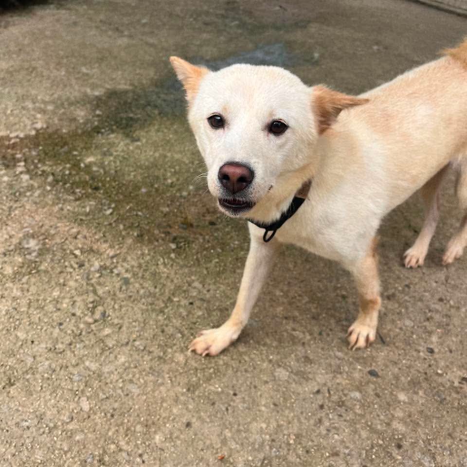 Korean Jindo