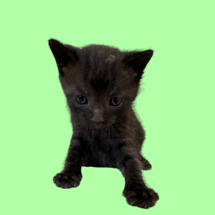 Tusc Stray 81741 2