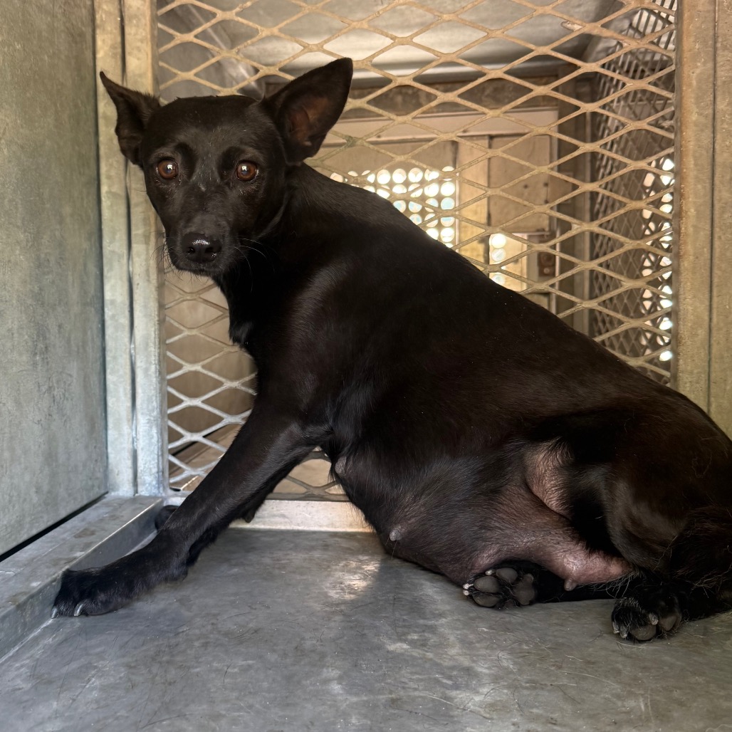 CAROLINE - Terrier / Shepherd available for adoption
