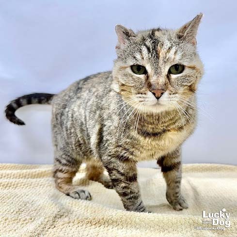 SYLVIE - Domestic Shorthair available for adoption