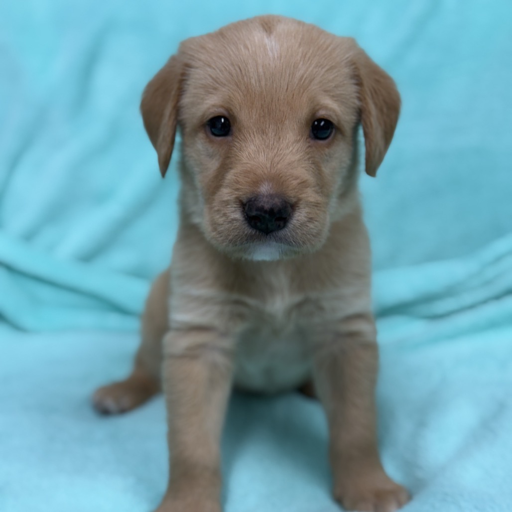 Sheldon  photo