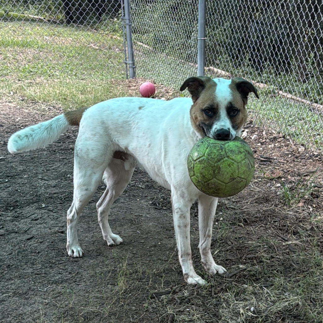 DEXTER, photo 9
