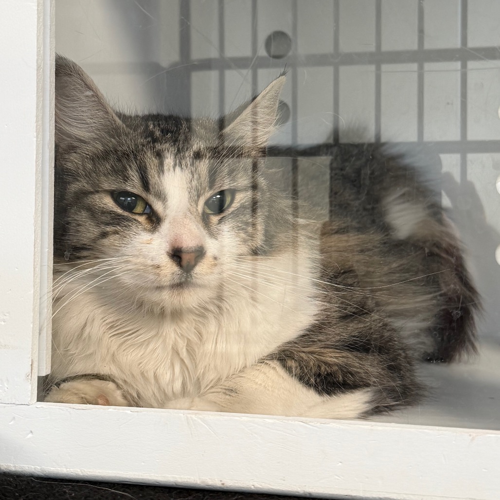 C#136's preview photo