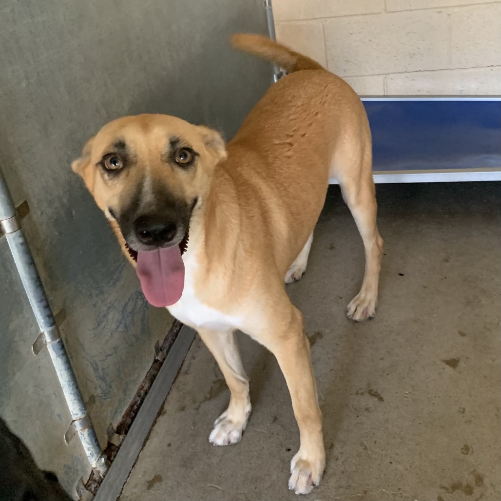 GOOFINA - Shepherd available for adoption