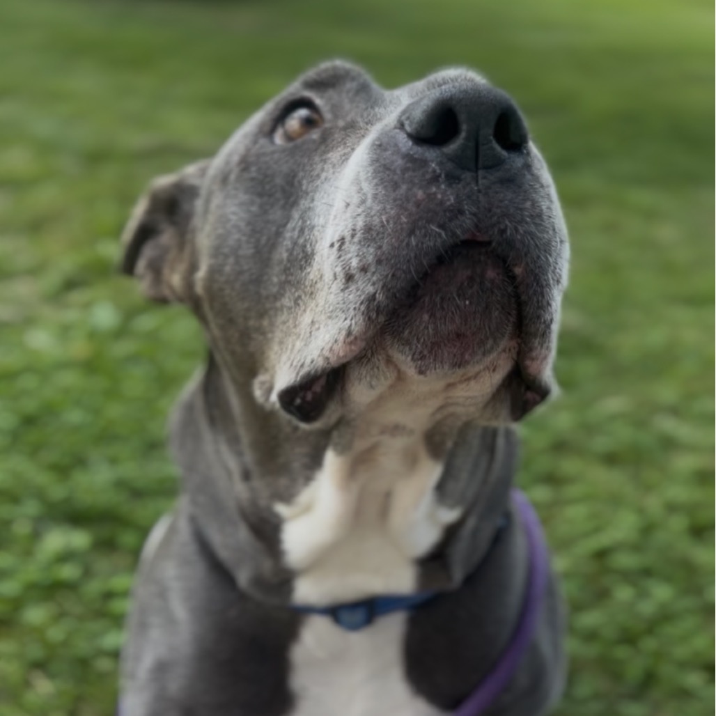 Sadie