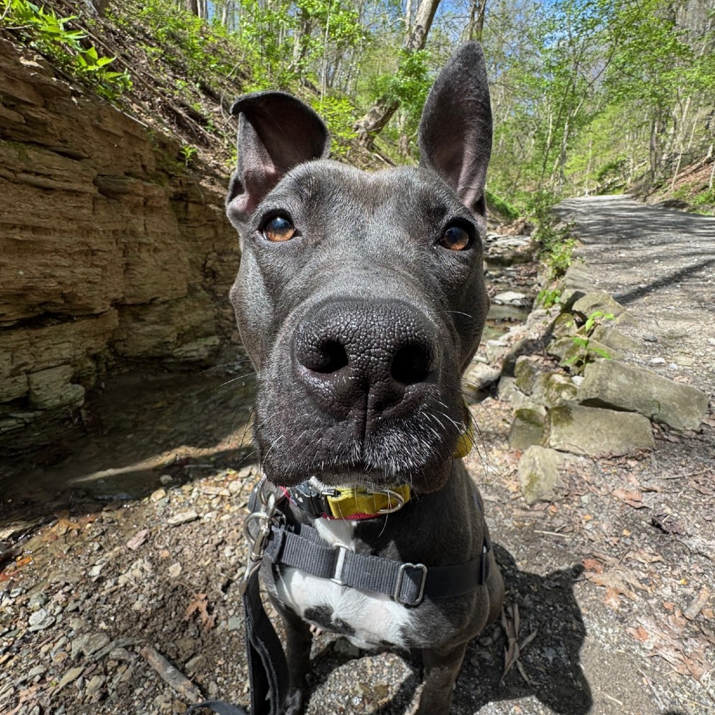 Photo of Witch Hazel 23