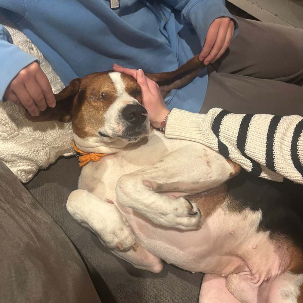 Chip — thumbnail 2