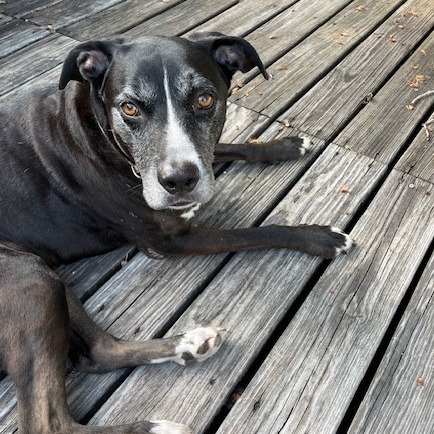 COLBY - Terrier / American Pit Bull available for adoption