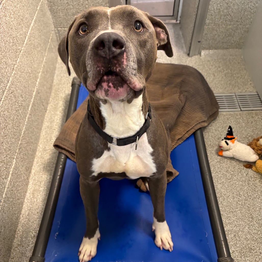KOBE - Mixed Breed (Medium) available for adoption
