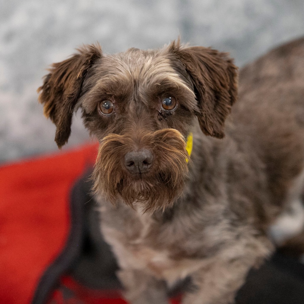 MOON (AG26-111) - Schnauzer / Miniature available for adoption