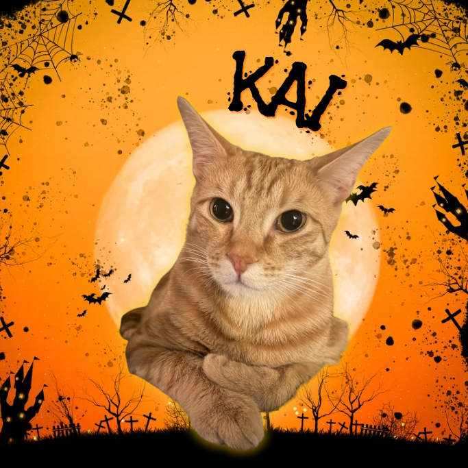 KAI - Domestic Shorthair available for adoption