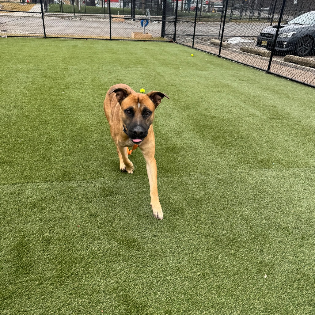 Brownie — thumbnail 5