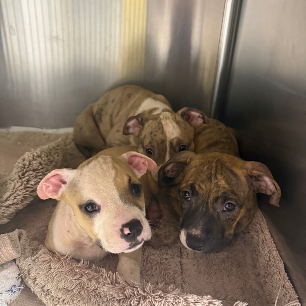 PUP 3 - Terrier / American Pit Bull available for adoption