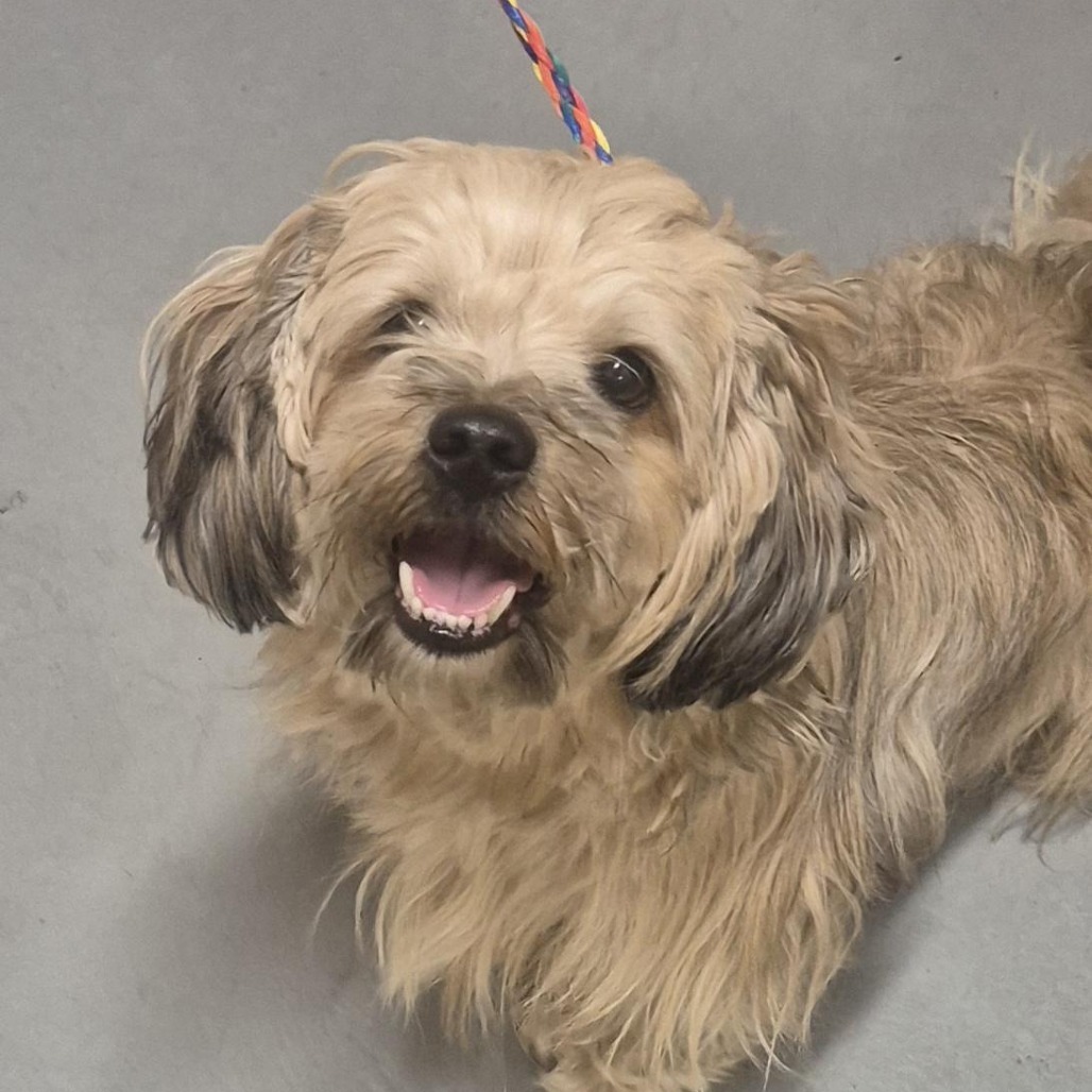 Shih Tzu