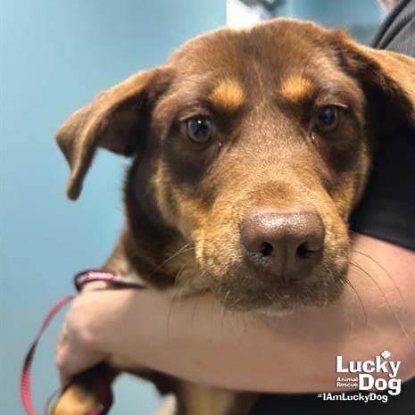 EMMY - Beagle available for adoption