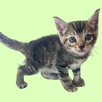 Tusc Stray 81748