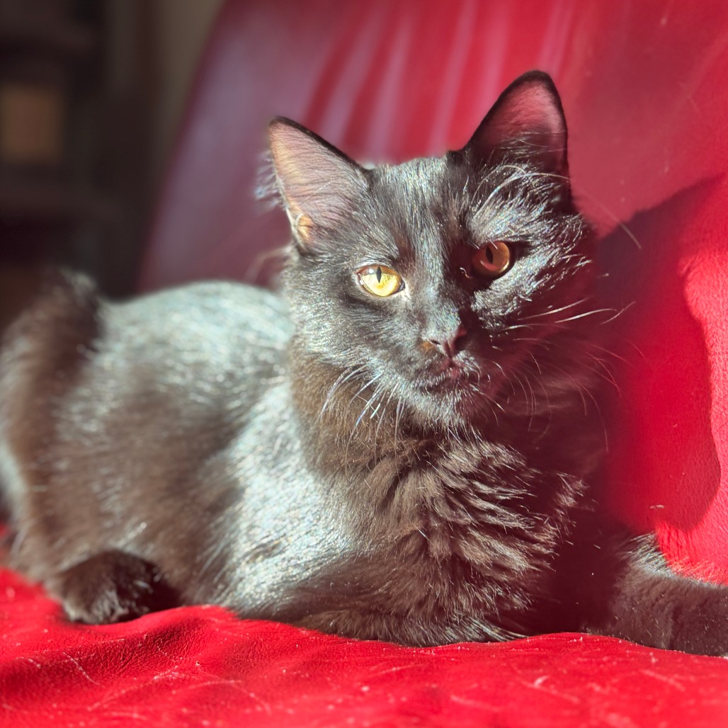 Luci — thumbnail 3