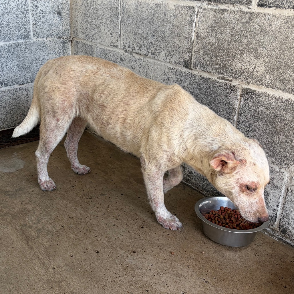 SHELILAH - Shepherd / Mixed Breed (Medium) available for adoption
