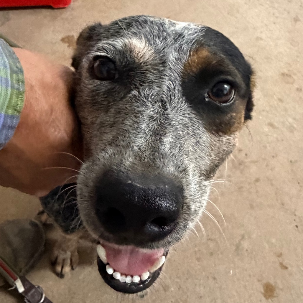RHONDA - American Blue Heeler / Mix available for adoption