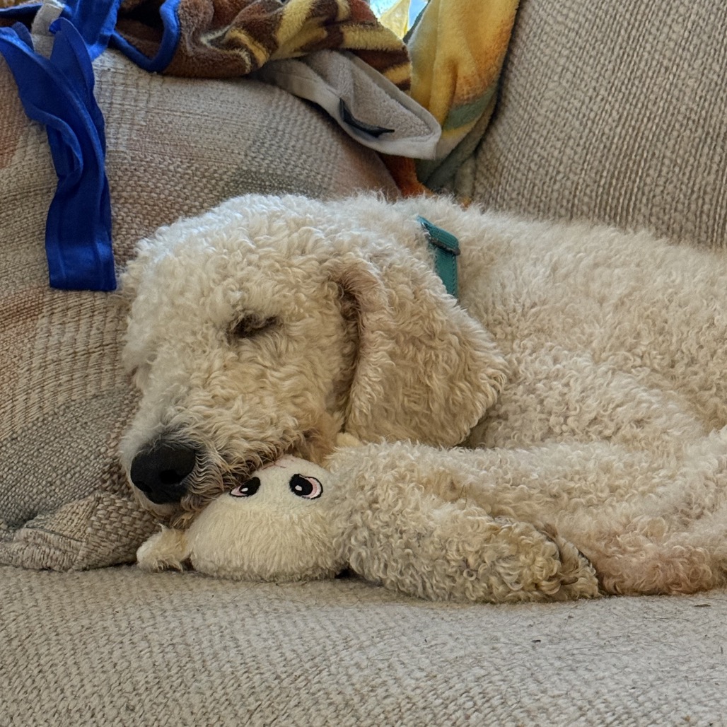 OSCAR - 003965 - Poodle available for adoption