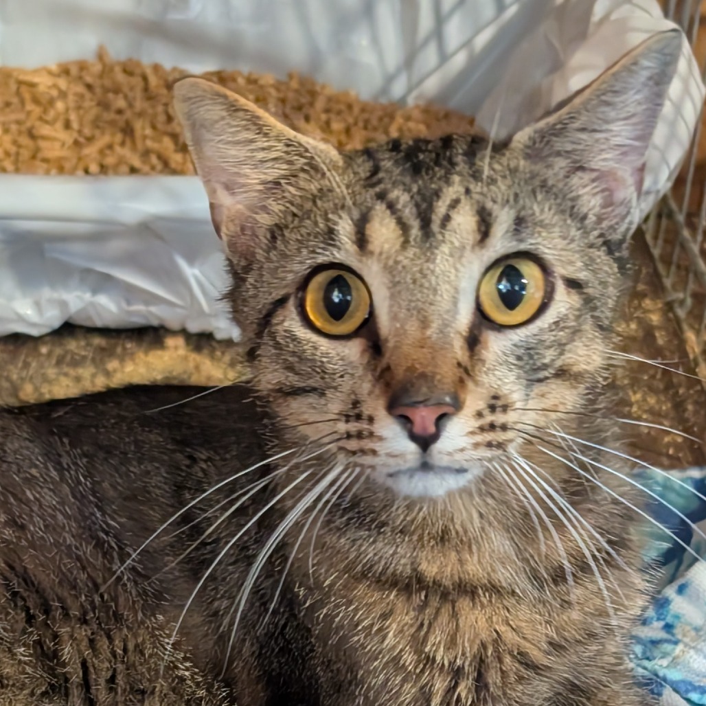 Marty, an adoptable cat
