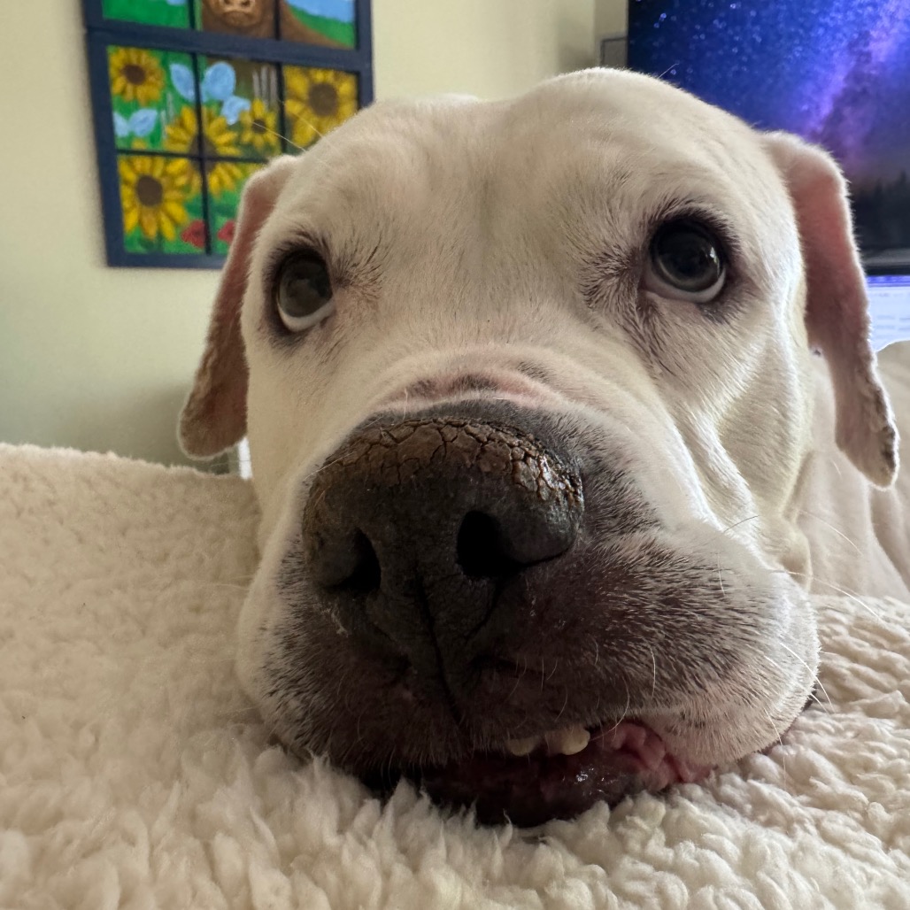 Marley, photo 20