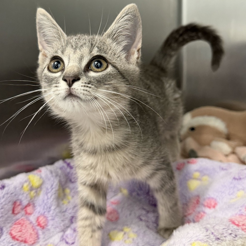 LAVERNE - Domestic Shorthair available for adoption
