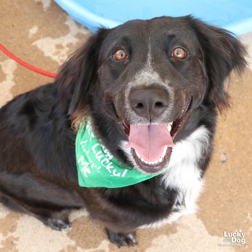 LADY LUNA - Collie, Border / Mix available for adoption