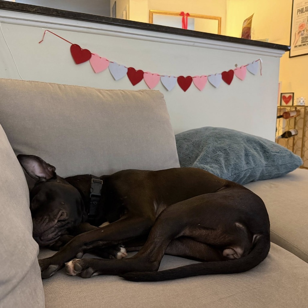 Willow — thumbnail 5