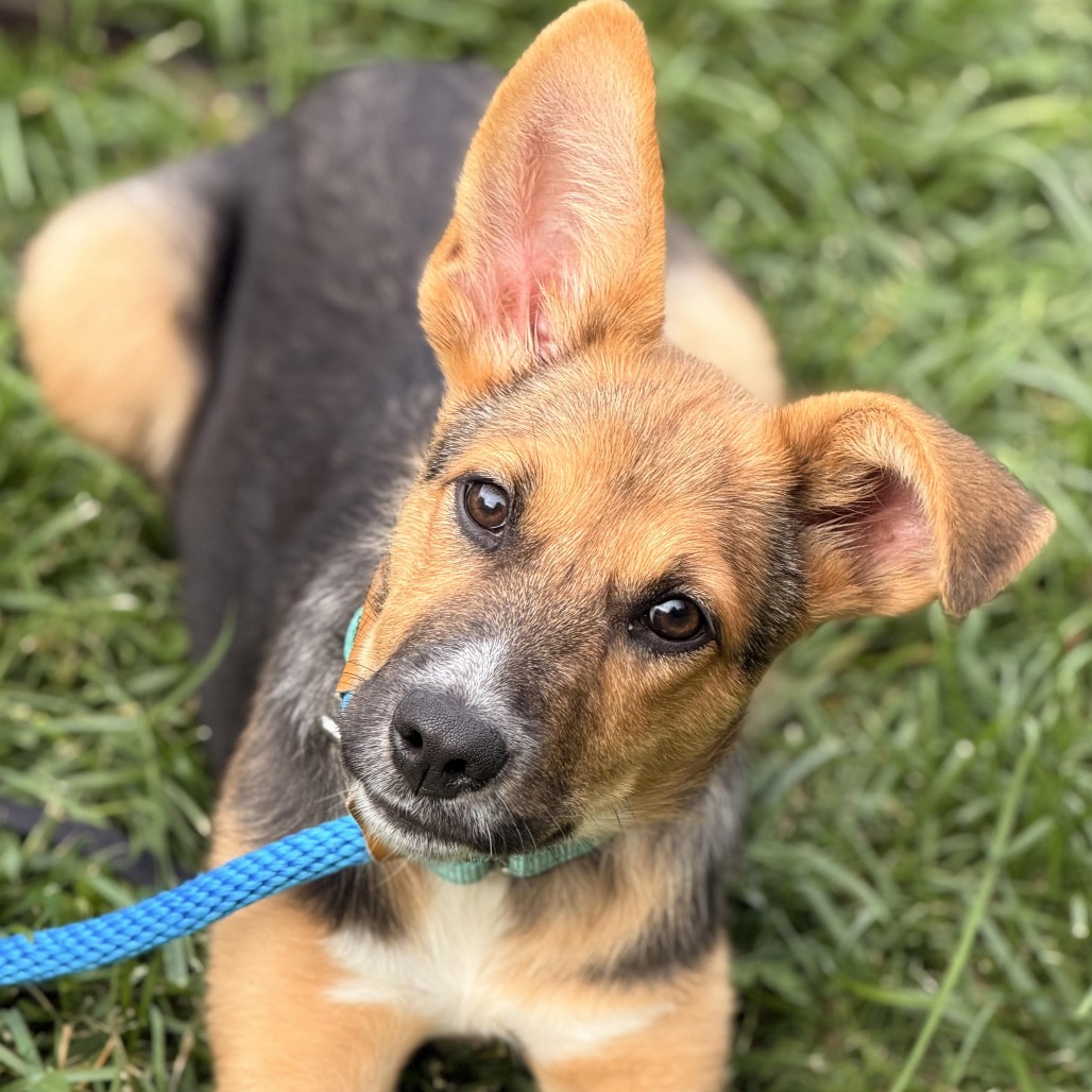 PAM - Shepherd, German / Shepherd, Australian available for adoption