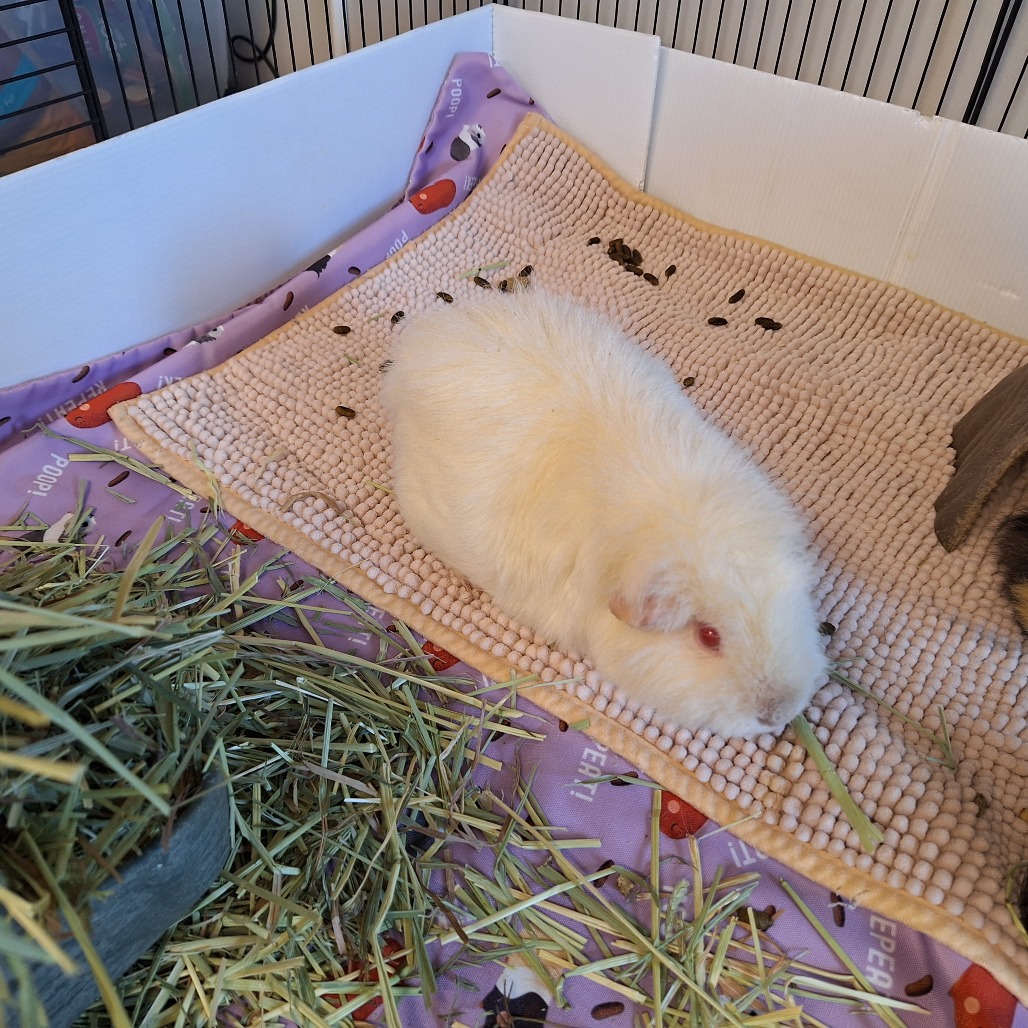 Marshmallow, photo 2