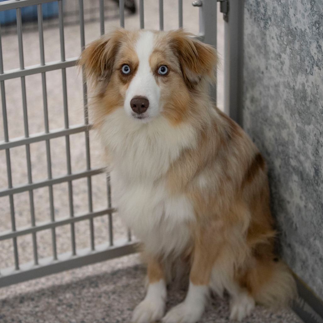 ROSEALIE (MR26-315) - Shepherd / Australian available for adoption
