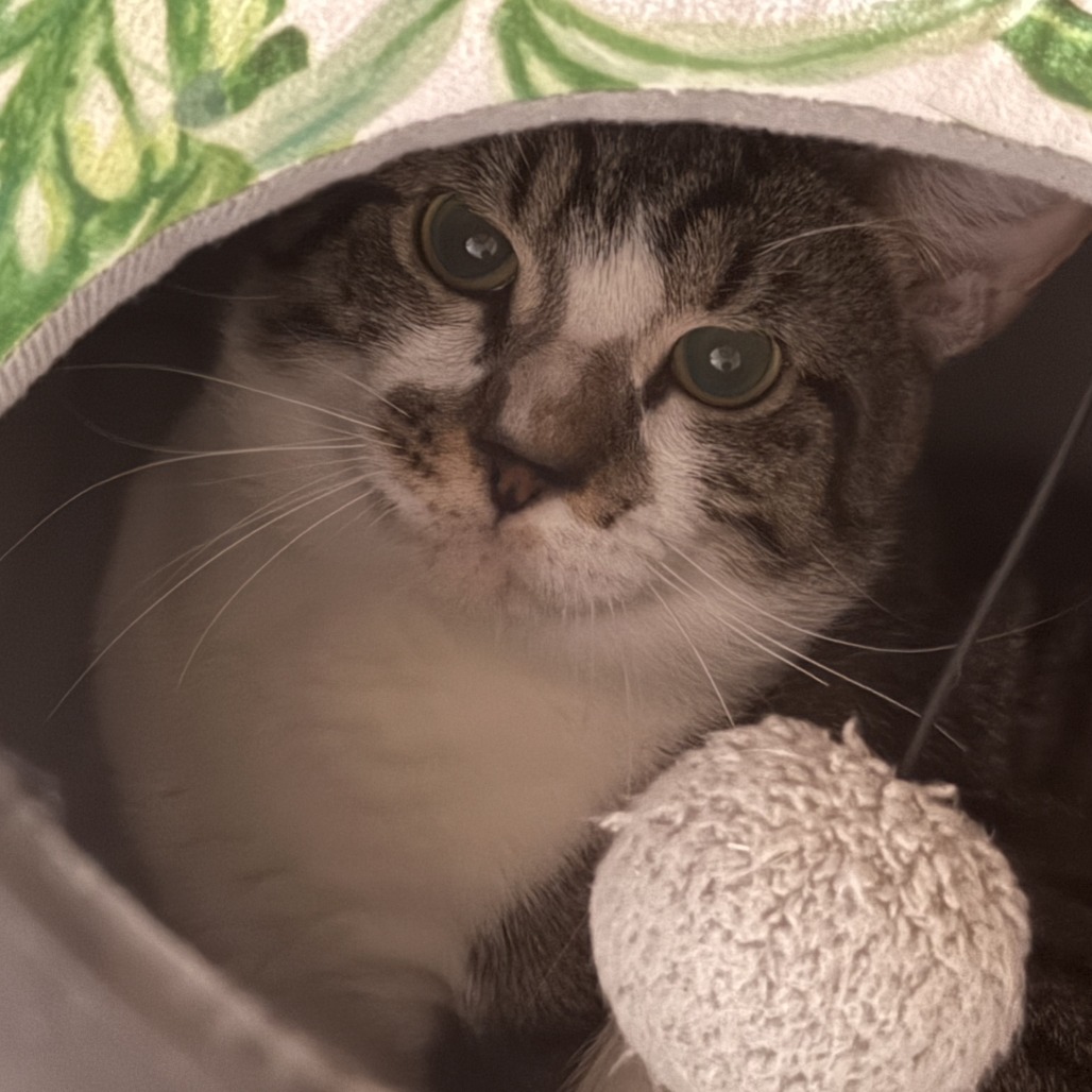 BUBBA - Domestic Shorthair available for adoption