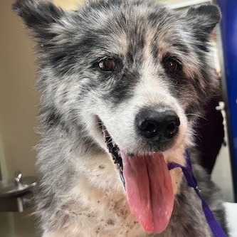 Kennel#27 Betty's preview photo