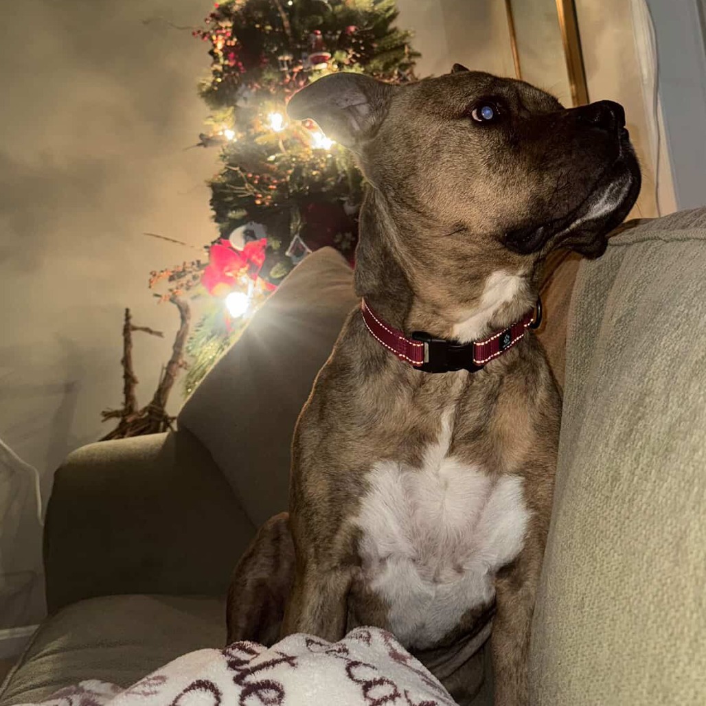 Zeus, additional photo